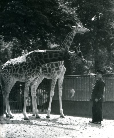 Giraffe femmine Maud e Maggie, con il custode Ernie Professor Bowman, Zoo di Londra, luglio 1924 da Frederick William Bond