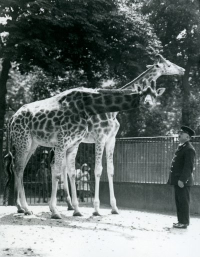 Giraffe femmine Maud e Maggie, con il custode Ernie Professor Bowman, Zoo di Londra, luglio 1924 da Frederick William Bond