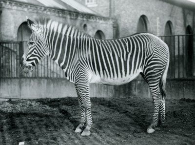 Zebra di Grevy femmina, o zebra imperiale, Jennie nel suo recinto allo zoo di Londra, 1927 da Frederick William Bond