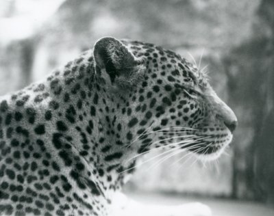 Leopardo femmina Daisy allo Zoo di Londra, agosto 1925 da Frederick William Bond