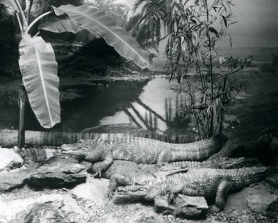 Quattro alligatori, in un ambiente panoramico con un albero di banane, allo Zoo di Londra nel 1929 da Frederick William Bond