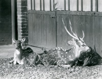 Quattro cervi Axis, incluso un maschio con le corna, allo Zoo di Londra nel 1924 da Frederick William Bond