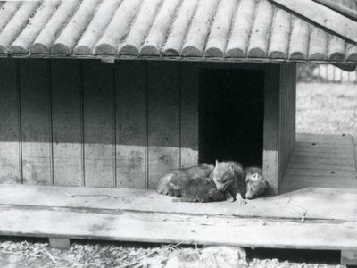 Quattro cuccioli di coyote che riposano all