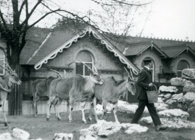 Quattro Eland seguono il loro custode durante l