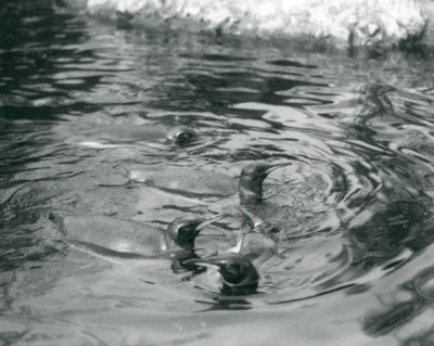 Quattro pinguini reali che nuotano nella loro piscina allo Zoo di Londra, giugno 1927 da Frederick William Bond