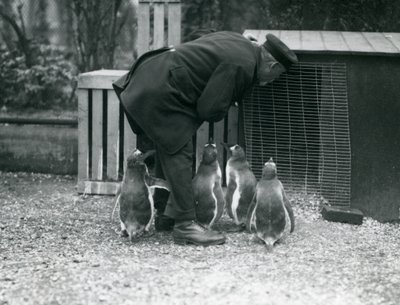 Pinguini Gentoo con il custode Albert White, Zoo di Londra, c.1914 da Frederick William Bond