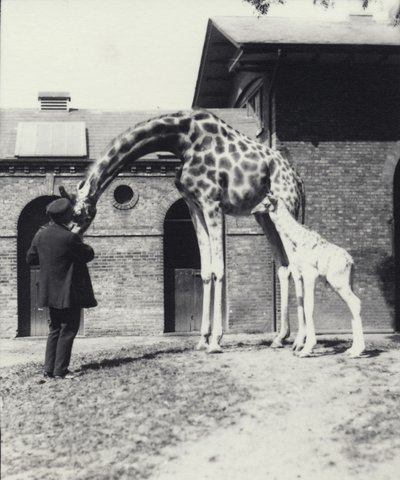 Giraffa con cucciolo di 3 giorni e custode allo zoo di Londra, 1914 da Frederick William Bond