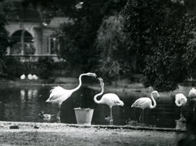 Fenicotteri maggiori sul loro lago allo Zoo di Londra nel 1924 da Frederick William Bond