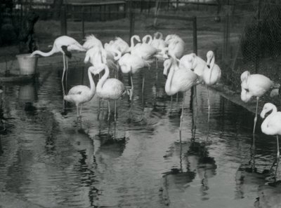 Fenicotteri maggiori nel loro stagno allo Zoo di Londra, 1926 da Frederick William Bond