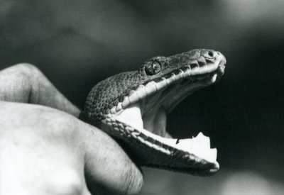Testa di un Boa Smeraldino, con la bocca aperta, tenuto per il collo dal suo custode, London Zoo da Frederick William Bond