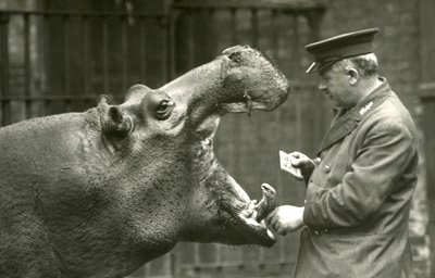Ippopotamo Bobbie con il custode Ernie Bowman, Zoo di Londra, 1927 da Frederick William Bond