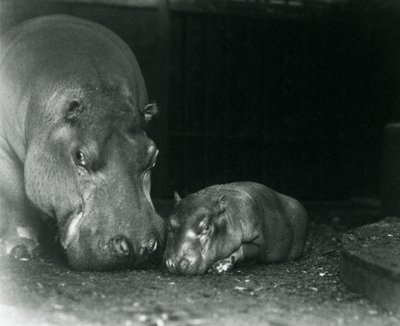 Ippopotamo Joan con il suo vitello maschio Jimmy allo Zoo di Londra, marzo 1927 da Frederick William Bond