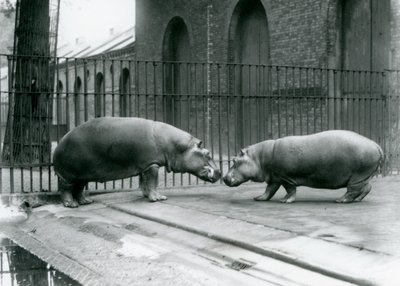 Gli ippopotami Bobbie e Joan vengono presentati allo zoo di Londra, 1923 da Frederick William Bond