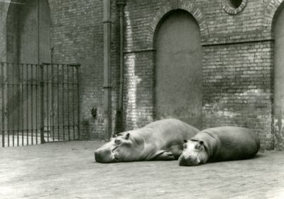 Ippopotami Bobbie e Joan allo Zoo di Londra, luglio 1923 da Frederick William Bond