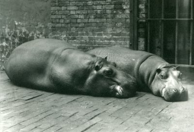 Ippopotami Bobbie e Joan sdraiati nel loro recinto allo Zoo di Londra, luglio 1923 da Frederick William Bond