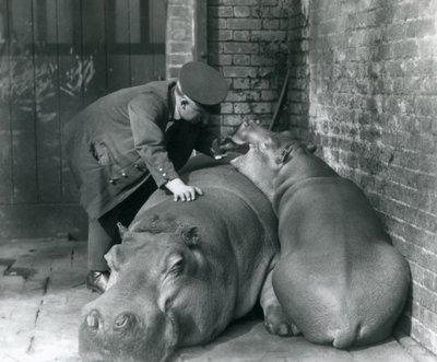 Ippopotami Joan e Jimmy allo Zoo di Londra nel 1927 da Frederick William Bond
