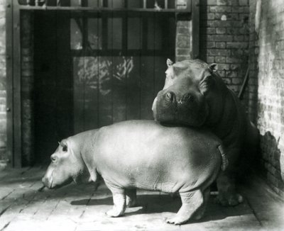 Ippopotami Joan e Jimmy allo Zoo di Londra nel 1927 da Frederick William Bond
