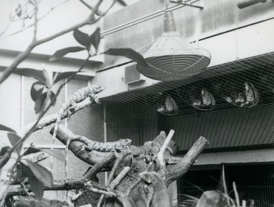 Iguane che si crogiolano sui rami, godendo della luce solare artificiale nel loro recinto, Zoo di Londra, agosto 1928 da Frederick William Bond