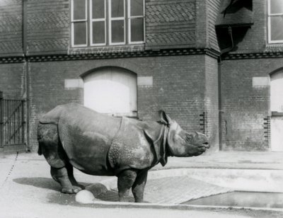 Rinoceronte indiano Felix al bordo della sua piscina allo Zoo di Londra, 1927 da Frederick William Bond