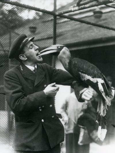 Il guardiano T. Raggett che nutre un grande bucero indiano con un frutto tenuto in bocca. Zoo di Londra 1924 da Frederick William Bond
