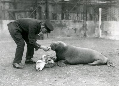 Il guardiano Arthur Chandler dà da mangiare pesce a un giovane tricheco, Zoo di Londra, 1924 da Frederick William Bond