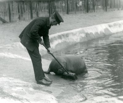 Il custode Arthur Chandler pulisce la piscina dei trichechi, Zoo di Londra, 1924 da Frederick William Bond