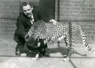 Il guardiano Charles Dixon con un ghepardo giocoso allo Zoo di Londra, ottobre 1922 da Frederick William Bond