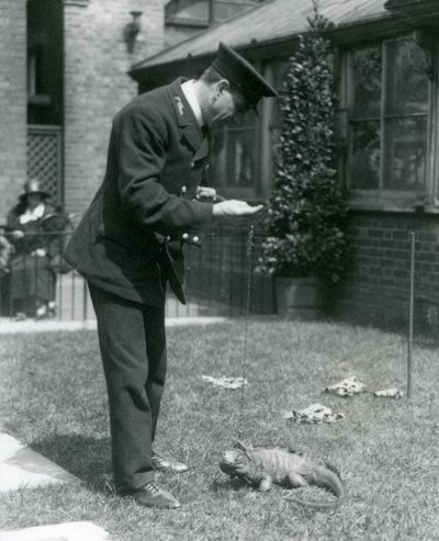 Il custode Collins su un prato al London Zoo con un