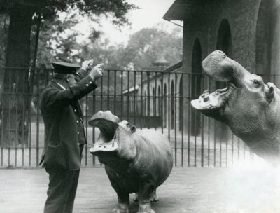Il custode Ernie Bowman con gli ippopotami Bobbie e Joan allo Zoo di Londra, luglio 1923 da Frederick William Bond
