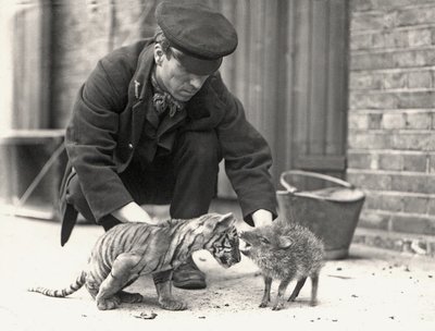 Guardiano, H. Warwick, con un cucciolo di tigre e un pecari, preso allo ZSL London Zoo, maggio 1914 da Frederick William Bond