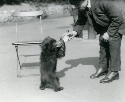 Il guardiano Harry Warwick allatta un cucciolo di orso bradipo allo zoo di Londra, agosto 1921 da Frederick William Bond