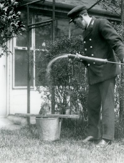 Thomas Raggett che fa la doccia a un Tawny Frogmouth, Zoo di Londra, 1924 da Frederick William Bond