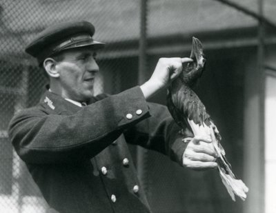 Thomas Raggett che accarezza un Grande Bucero Indiano sotto il becco, Zoo di Londra, 1924 da Frederick William Bond