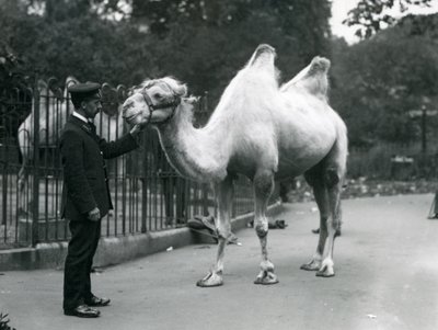 Il guardiano W. Styles con un cammello bactriano allo zoo di Londra, luglio 1914 da Frederick William Bond