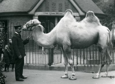 Il guardiano W. Styles, con un cammello bactriano, fuori dalla Casa dei Lama allo Zoo di Londra, luglio 1914 da Frederick William Bond