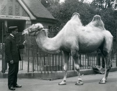 Il guardiano W. Styles, con un cammello bactriano, fuori dalla Casa dei Lama allo Zoo di Londra, luglio 1914 da Frederick William Bond