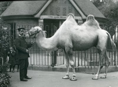 Guardiano W. Styles, con un cammello bactriano, fuori dalla Casa dei Lama allo Zoo di Londra, luglio 1914 da Frederick William Bond