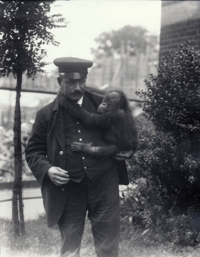 Il guardiano Z. Rodwell con un giovane orangutan allo zoo di Londra, ottobre 1913 da Frederick William Bond