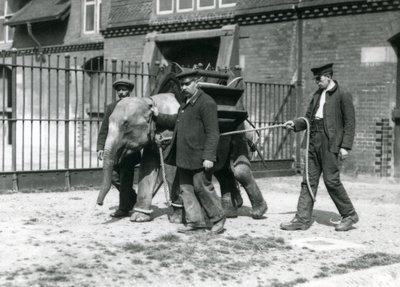 I guardiani Jack Milbourne, H Robertson e Thomas addestrano un giovane elefante asiatico, Zoo di Londra, maggio 1922 da Frederick William Bond