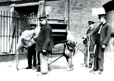 I guardiani Jack Milbourne, H Robertson e Thomas addestrano un giovane elefante asiatico, Zoo di Londra, maggio 1922 da Frederick William Bond