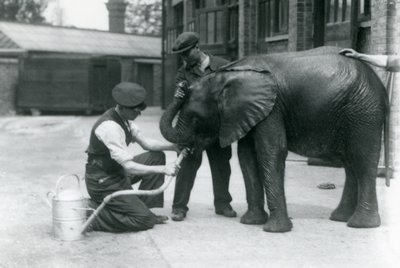 I custodi aiutano il giovane elefante africano maschio Kiberenge a bere da un tubo collegato a un annaffiatoio, London Zoo, luglio 1924 da Frederick William Bond