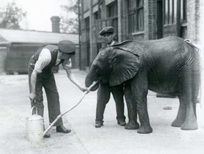 I custodi aiutano il giovane elefante africano maschio Kiberenge a bere da un tubo collegato a un annaffiatoio, Zoo di Londra, luglio 1924 da Frederick William Bond