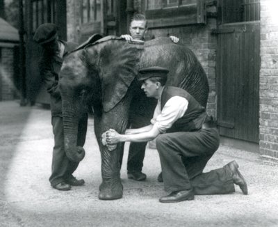 I custodi oliando la pelle del giovane elefante africano maschio Kiberenge, London Zoo, luglio 1924 da Frederick William Bond