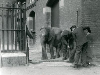 Guardiani con il giovane elefante africano maschio Kiberenge, Zoo di Londra, 1924 da Frederick William Bond