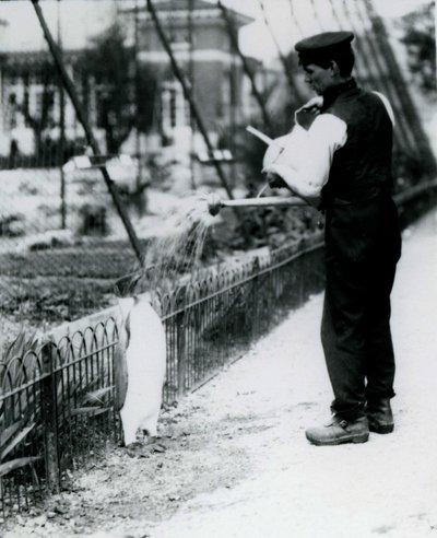 Pinguino Reale, bagnato con una doccia dal custode Harry Munro, con un annaffiatoio allo Zoo di Londra, maggio 1914. Munro fu ucciso nella Prima Guerra Mondiale, avendo servito nell