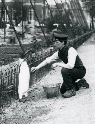 Pinguino reale, lavato dal custode Harry Munro con una spugna allo zoo di Londra, maggio 1914. Munro fu ucciso nella Prima Guerra Mondiale, avendo servito nell