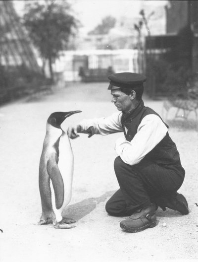 Pinguino reale, con il custode Harry Munro, 1914 da Frederick William Bond