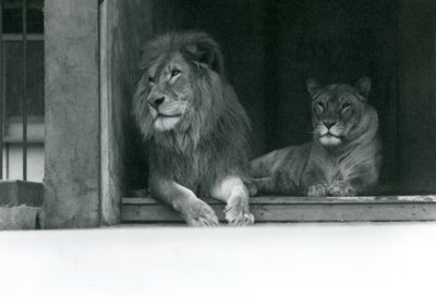Leone e leonessa Kuja e Caroline allo Zoo di Londra, luglio 1924 da Frederick William Bond