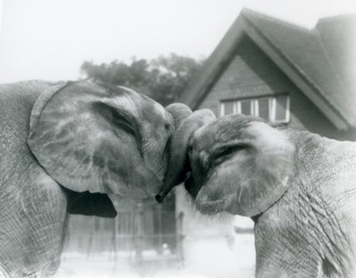 Elefante africano maschio Kiberenge ed elefante africano femmina Hango che si salutano annodando le proboscidi allo Zoo di Londra, ottobre 1927. Kiberenge era stato presentato allo Zoo di Londra da S.E. Sir Horace Byatt da Frederick William Bond