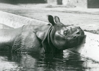 Rinoceronte indiano maschio Felix che si gode un bagno nella sua piscina allo zoo di Londra nel giugno 1928 da Frederick William Bond